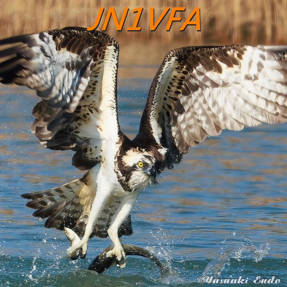 Primary Image for JN1VFA