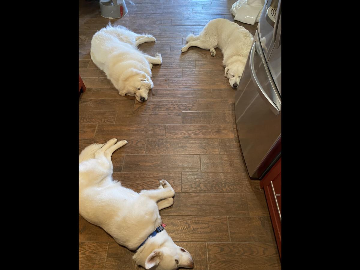 Primary Image for KJ5CLA