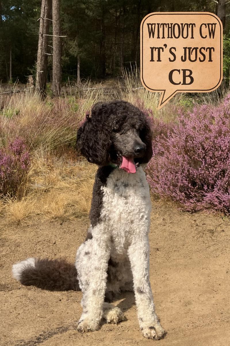 Primary Image for PA7RA