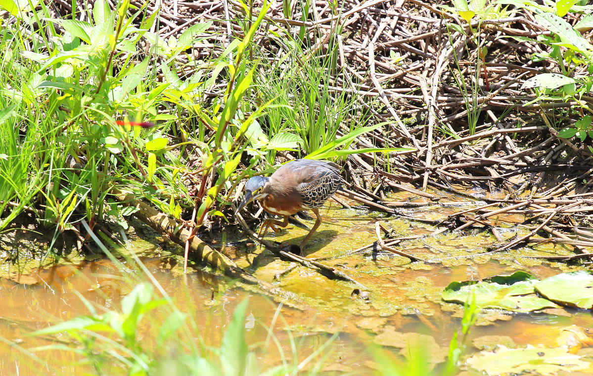 Primary Image for 9Z4GB