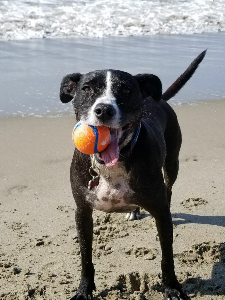 Primary Image for K6DAC