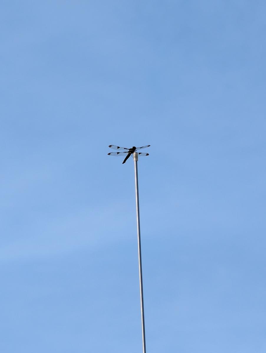 Primary Image for N9MSC