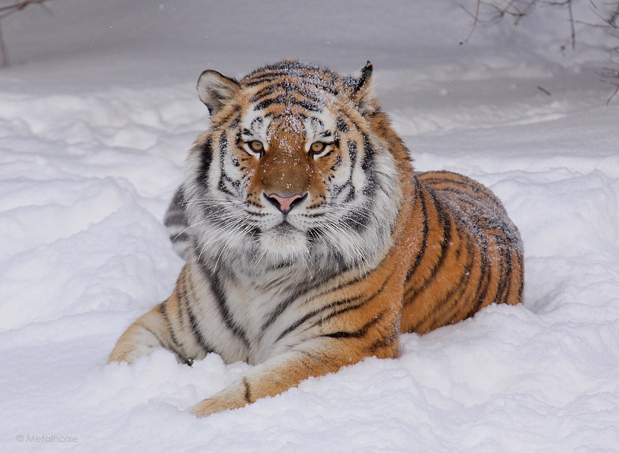 Primary Image for R0LJC