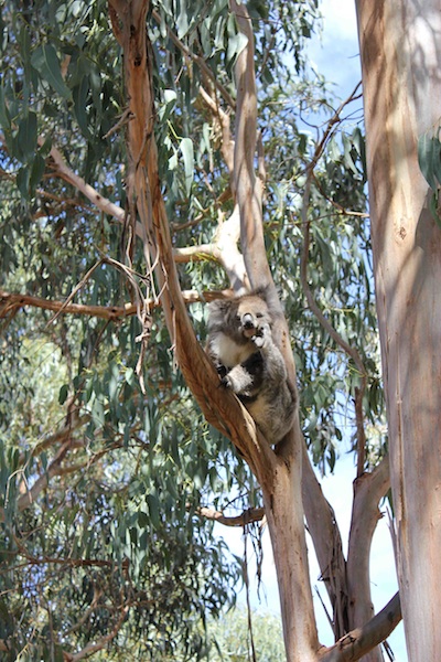 Primary Image for VK3TJC