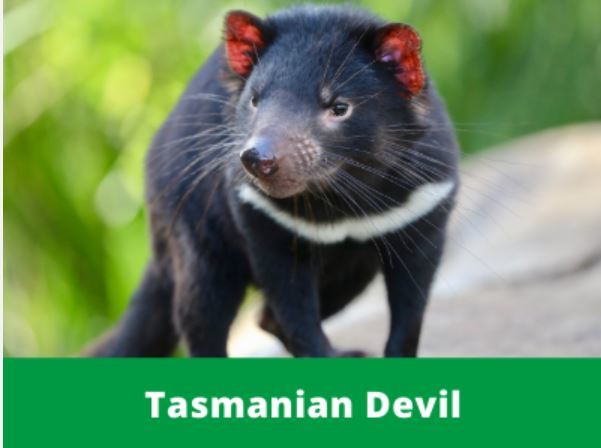 Primary Image for VK7ACE