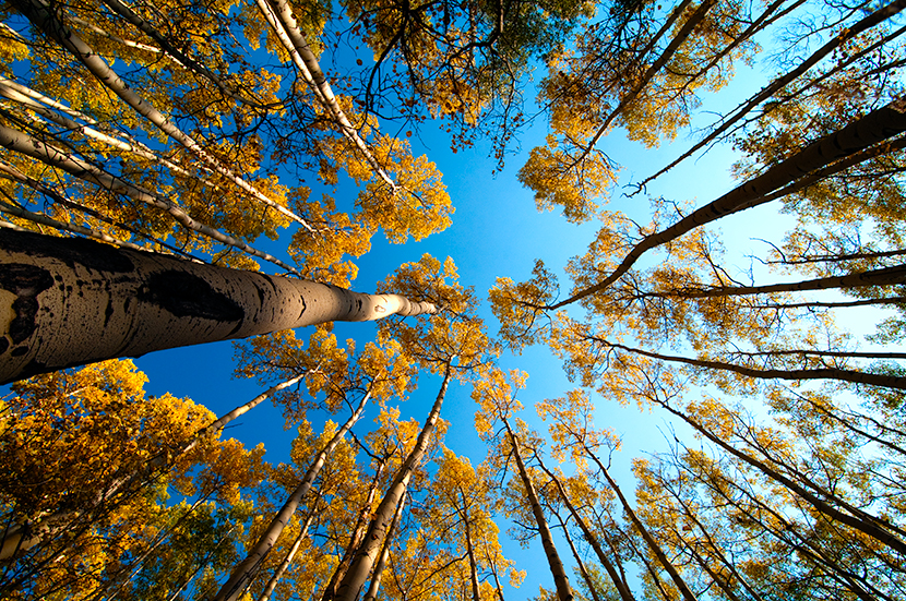 Primary Image for WF9F