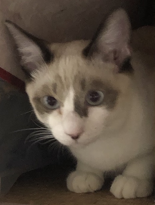 Primary Image for JS1YTG