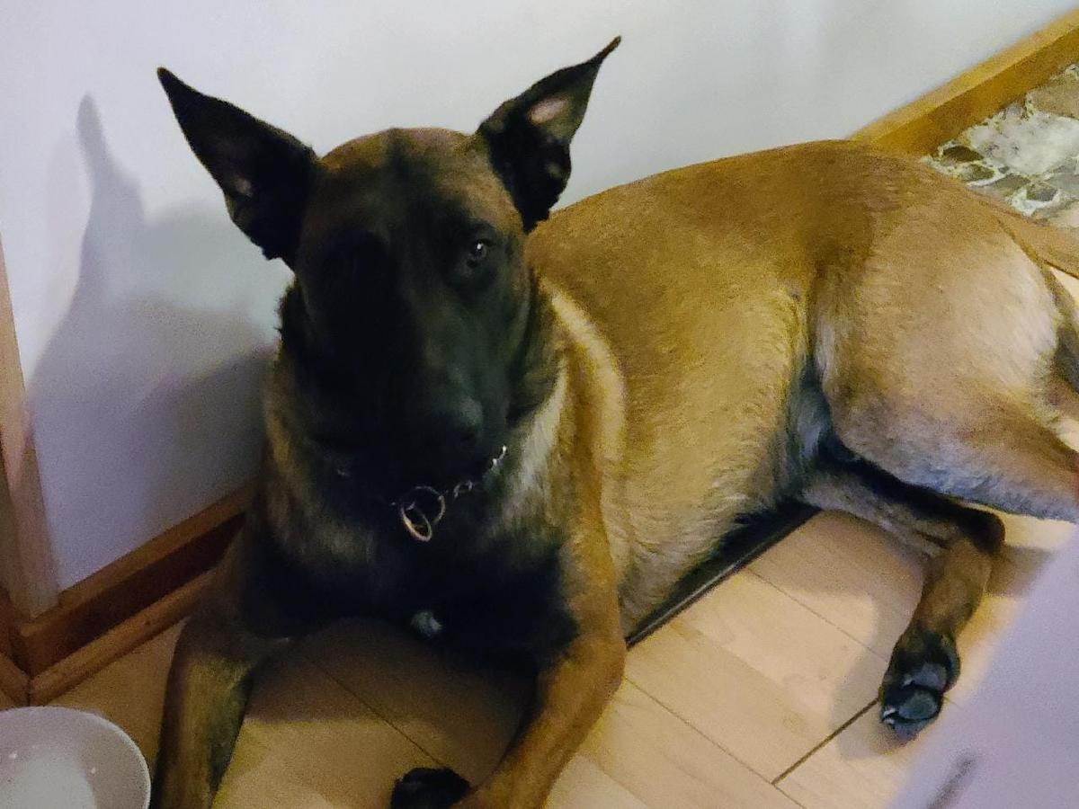 Primary Image for W4JPG