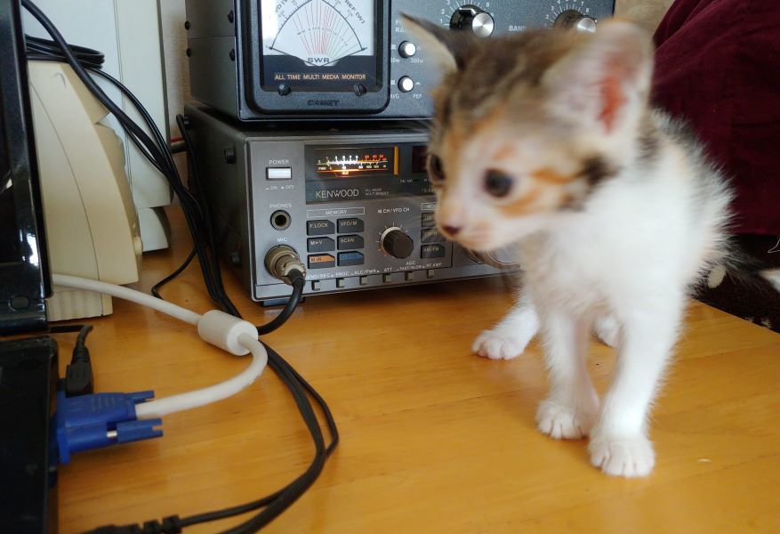 Primary Image for JA7LVH