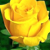 Primary Image for LT6H