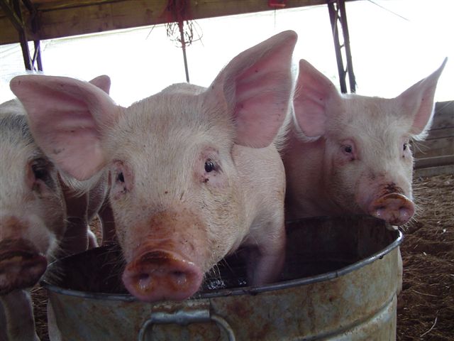 Primary Image for K2XI