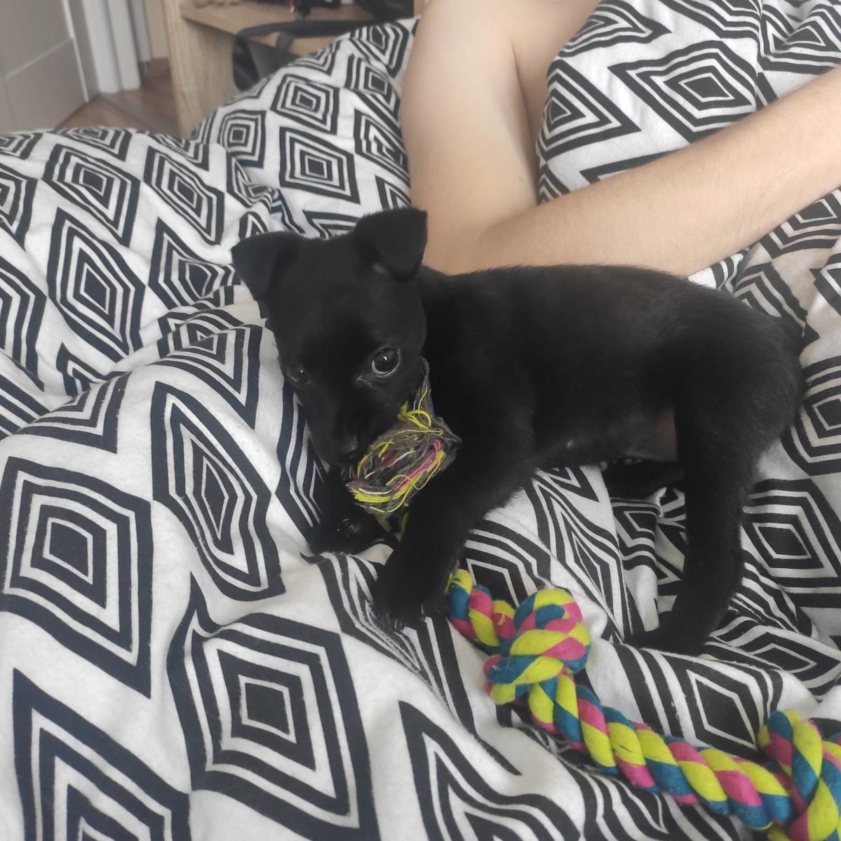 Primary Image for SQ7KPI