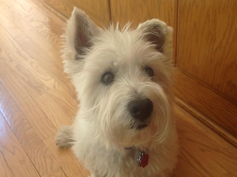 Primary Image for WS9I