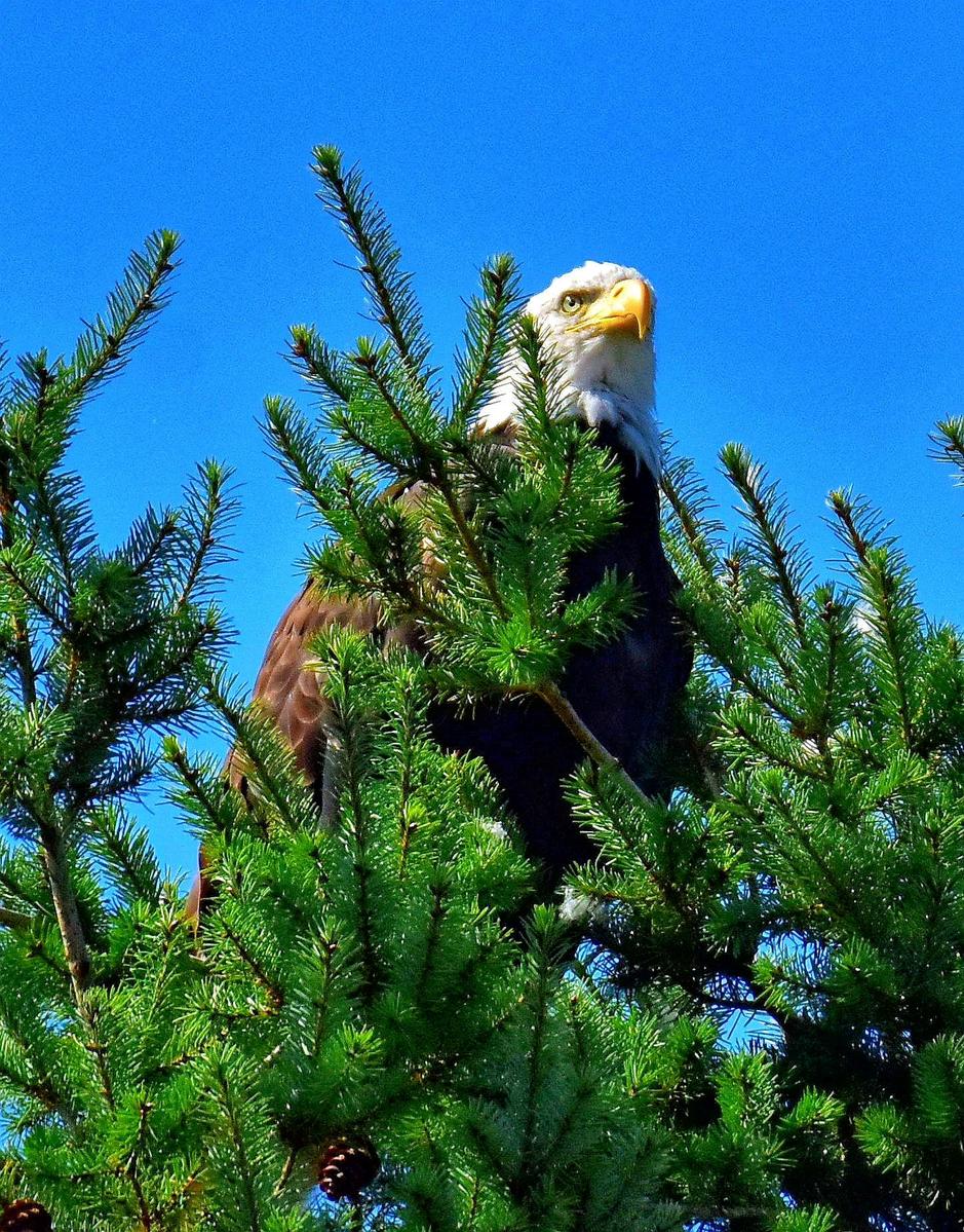 Primary Image for K1KHJ