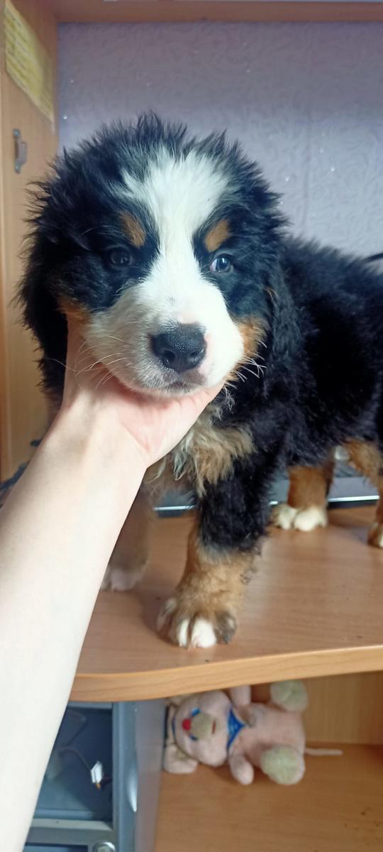 Primary Image for R8LDJ