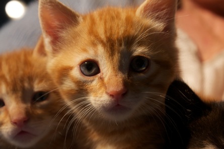 Primary Image for F6AJK