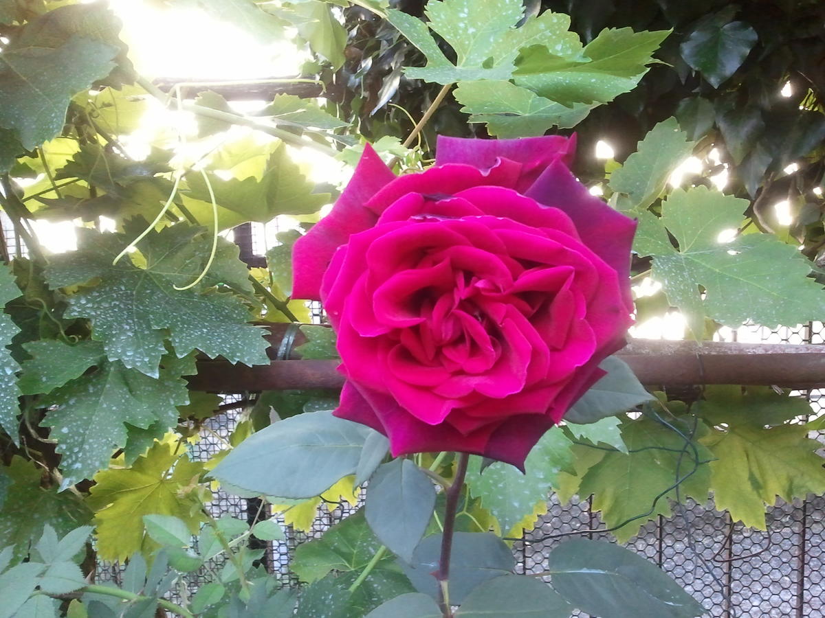 Primary Image for IZ5CPK