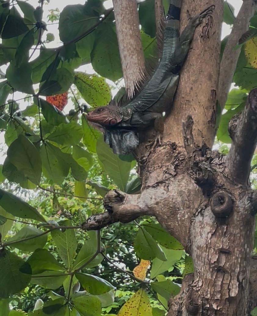 Primary Image for TI8/IK5TBK