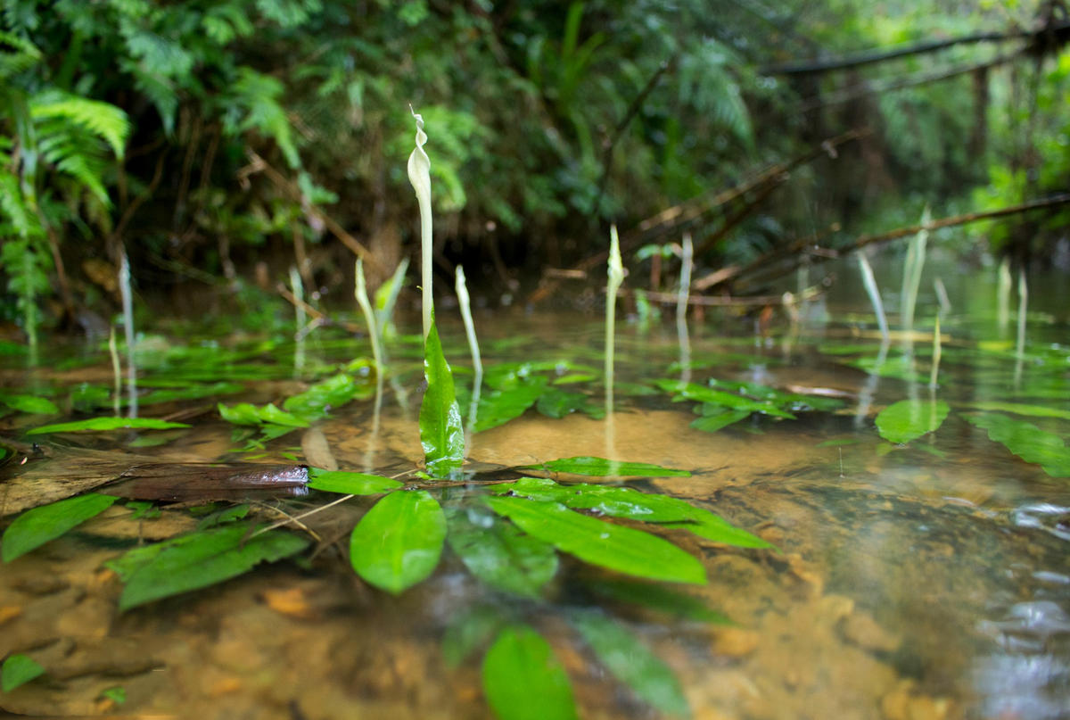 Primary Image for BG5DOL