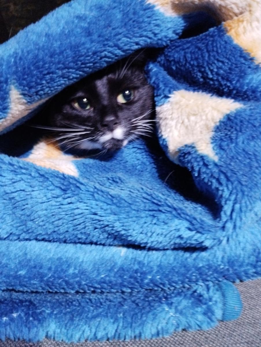 Primary Image for HF3L