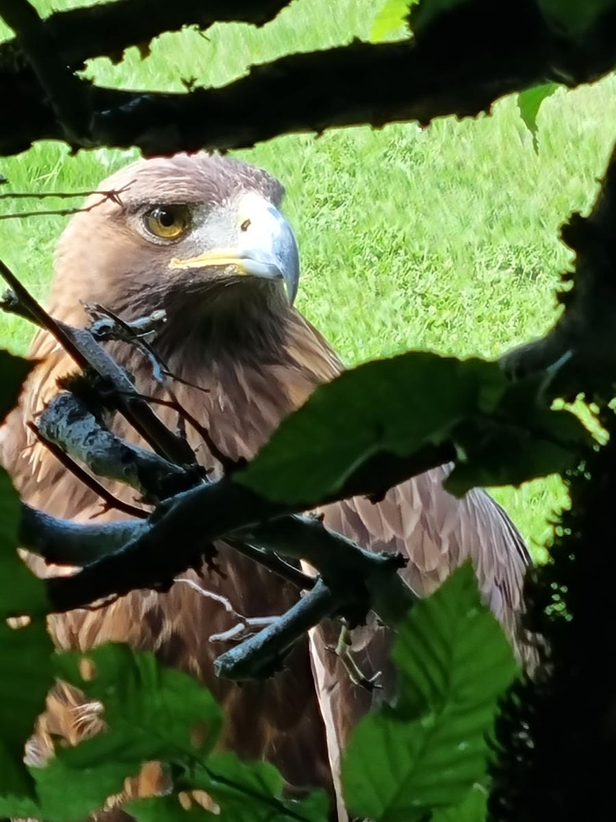 Primary Image for OE5HIL