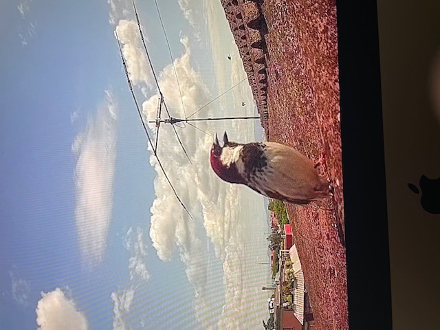 Primary Image for IK0YKM