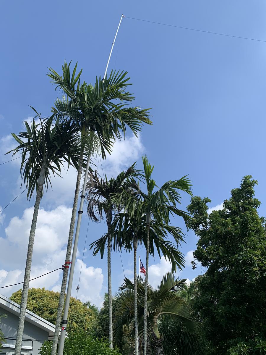 KONG PALMTREE PARADISE DJカマサミコング 71vZNfkcl6L._UF350,350_QL50_.jpg