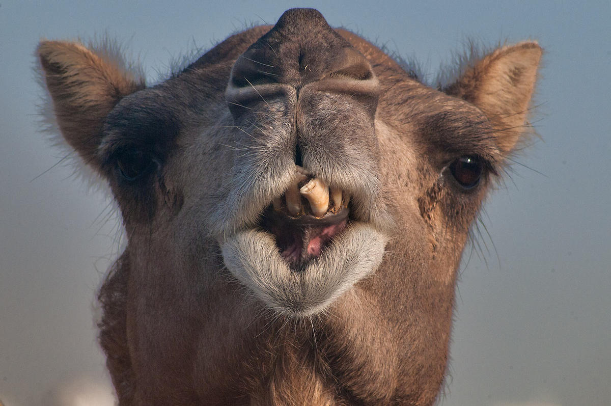 Primary Image for N1DVM