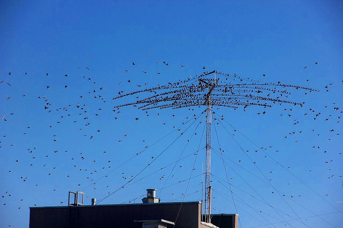 Primary Image for R9LM