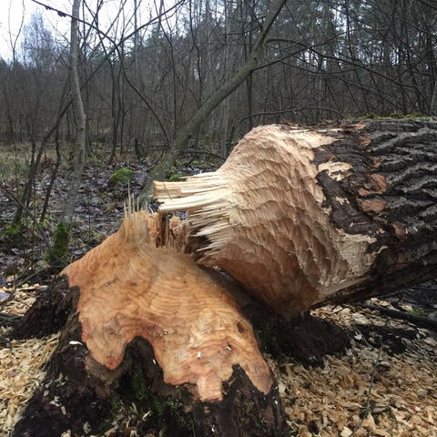 Primary Image for WA3SCM