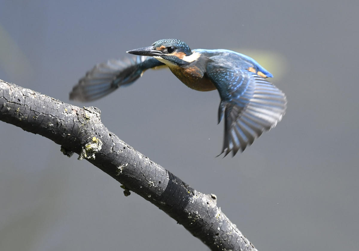 Primary Image for ON3BEN