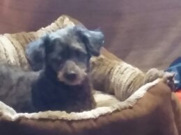 Primary Image for KD3KO