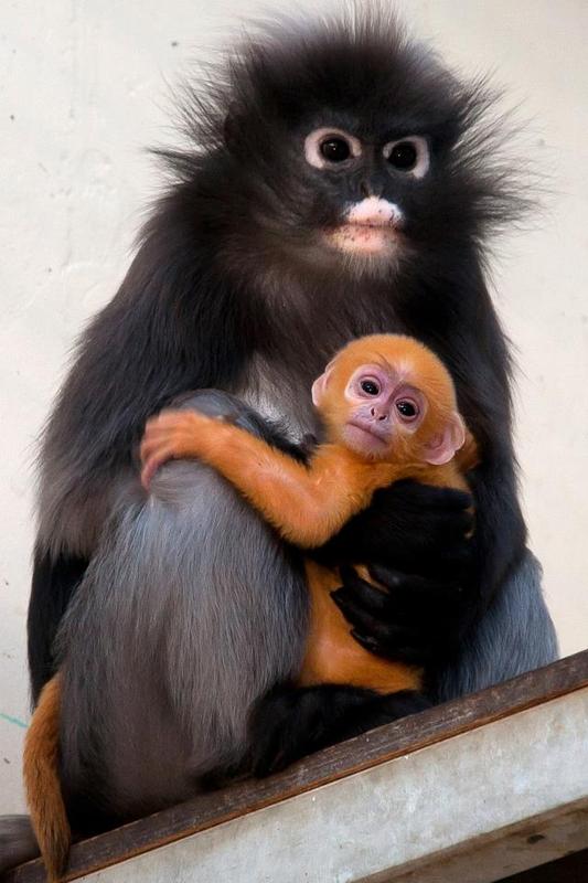 Primary Image for PF100ZOO