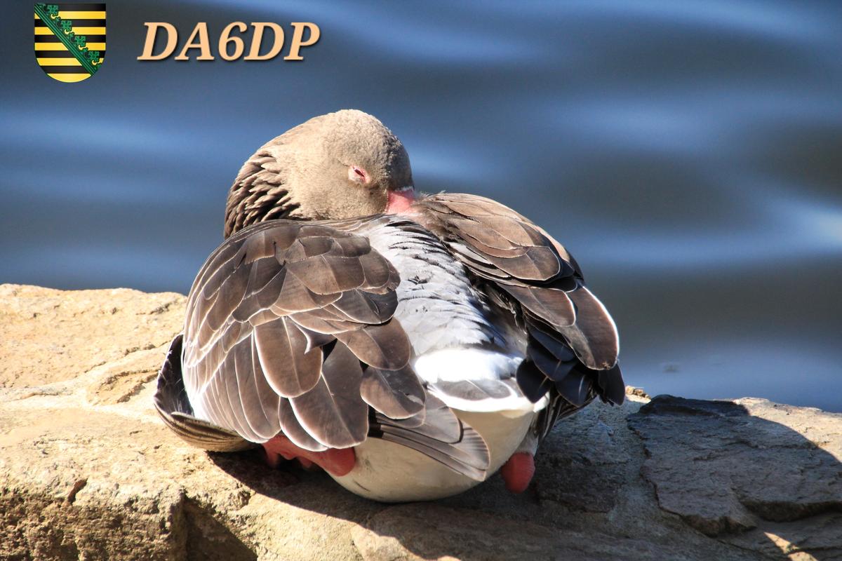Primary Image for DA6DP