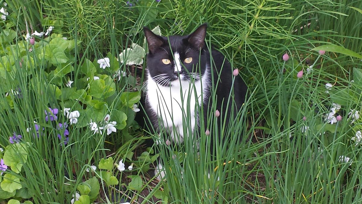 Primary Image for N1EQ