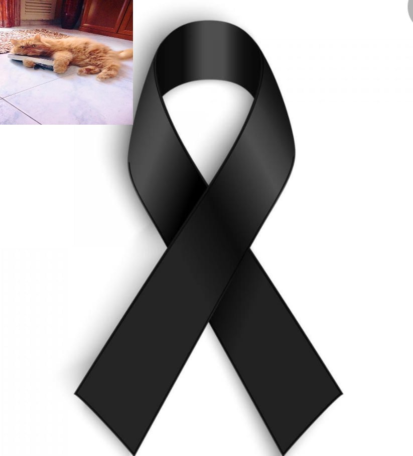 Primary Image for IT9RZR