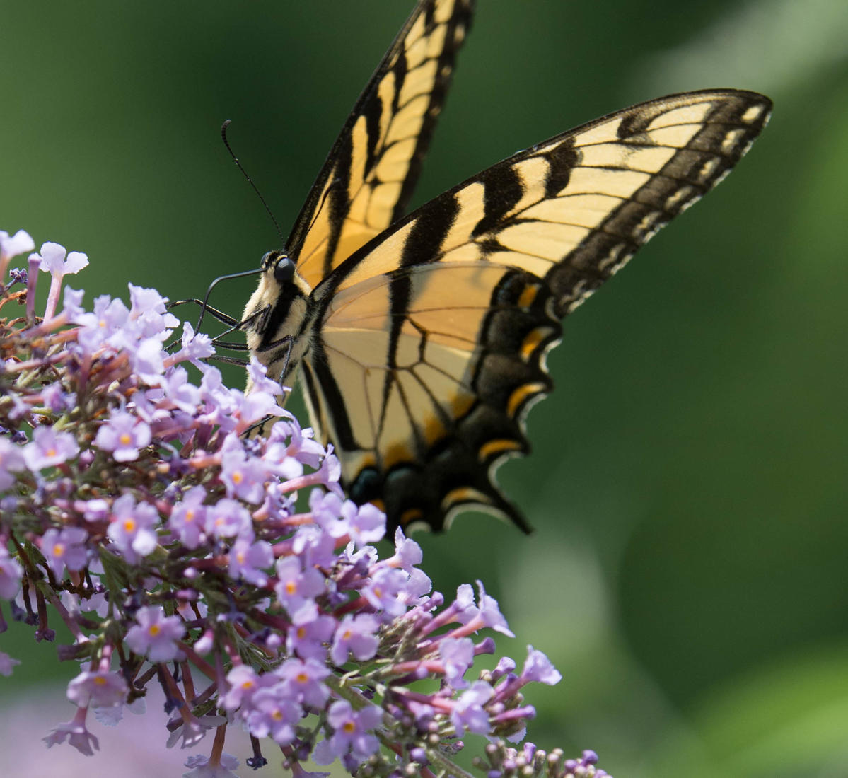 Primary Image for KE4PJR