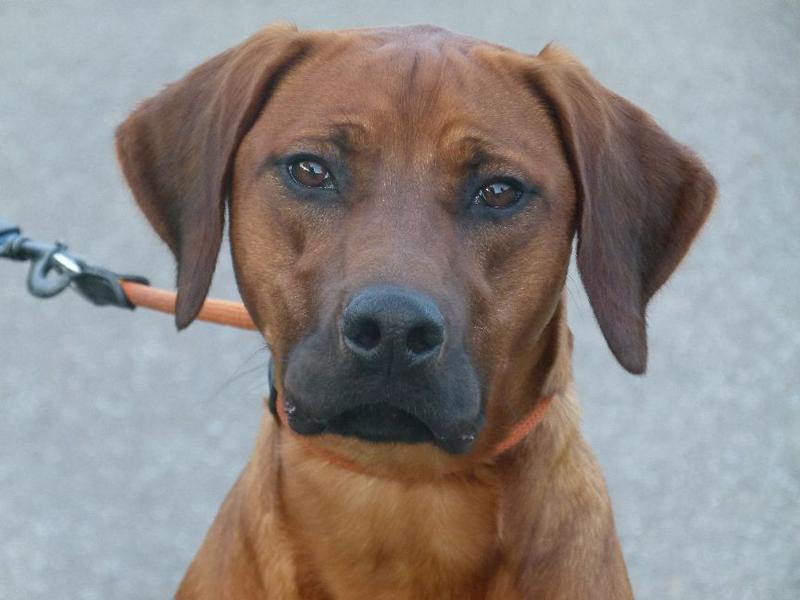 Primary Image for PD9MVR