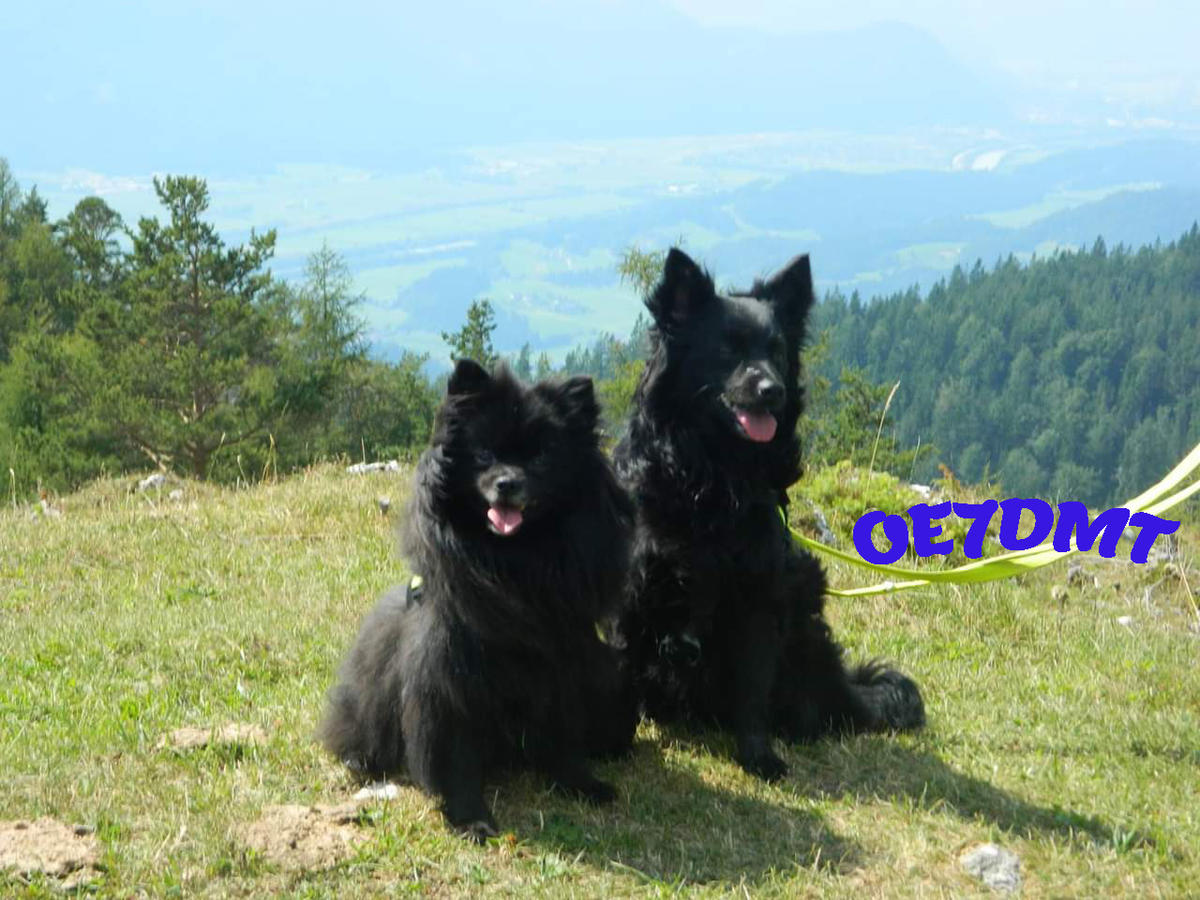 Primary Image for OE7DMT