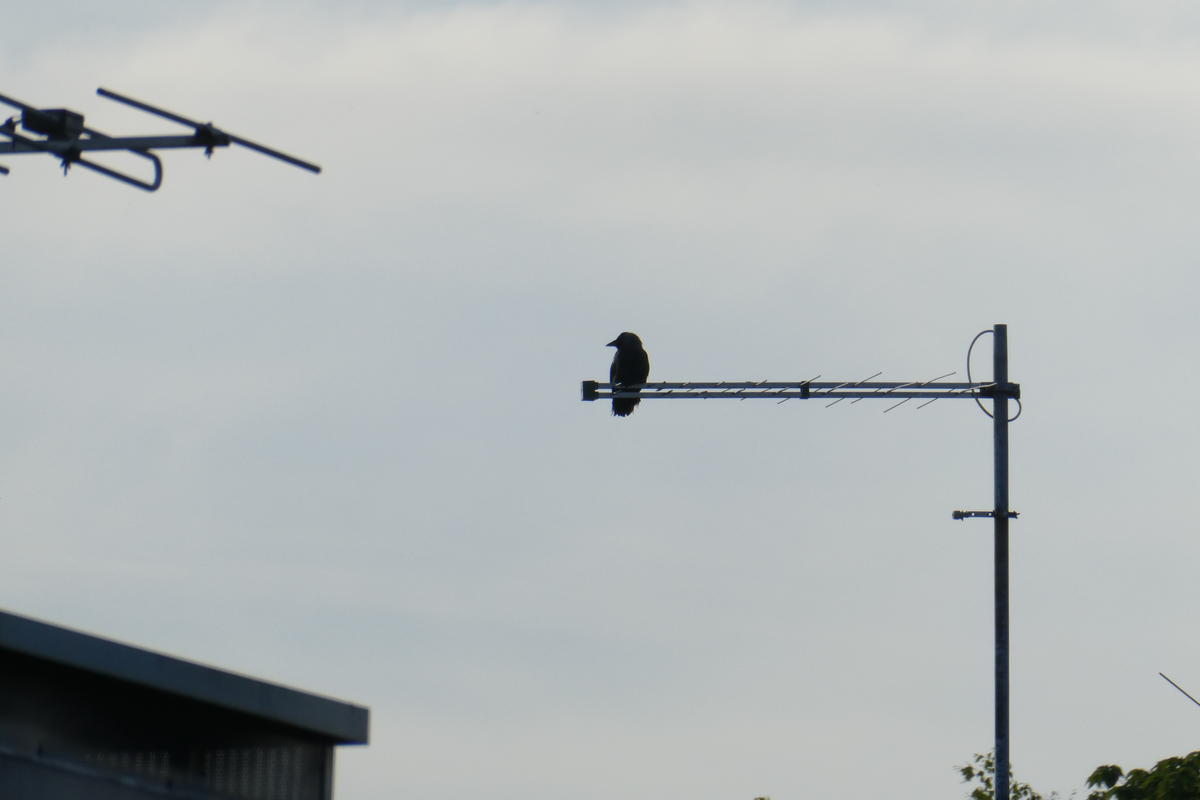 Primary Image for SA6EQU