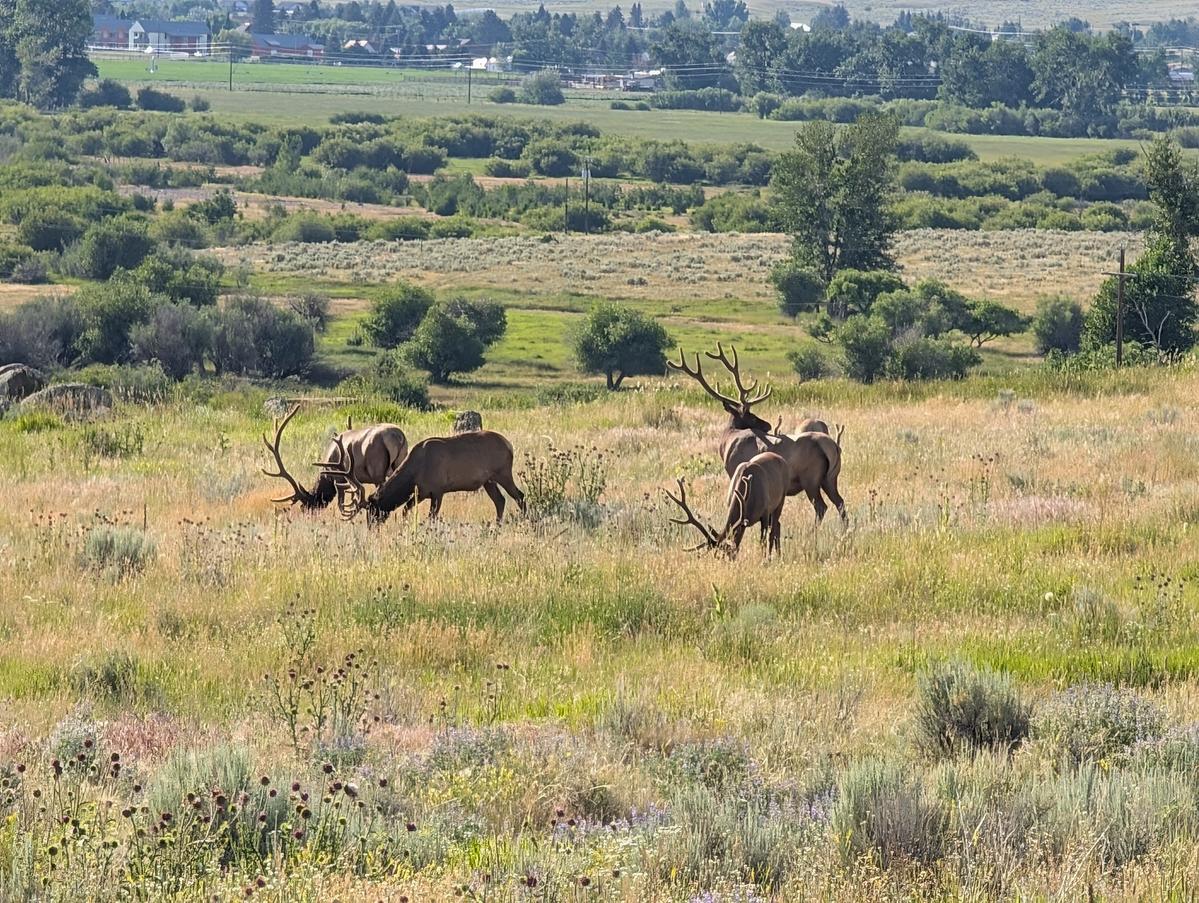 Primary Image for KM7CQV