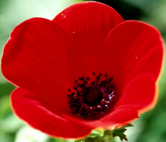 Primary Image for OP4TV