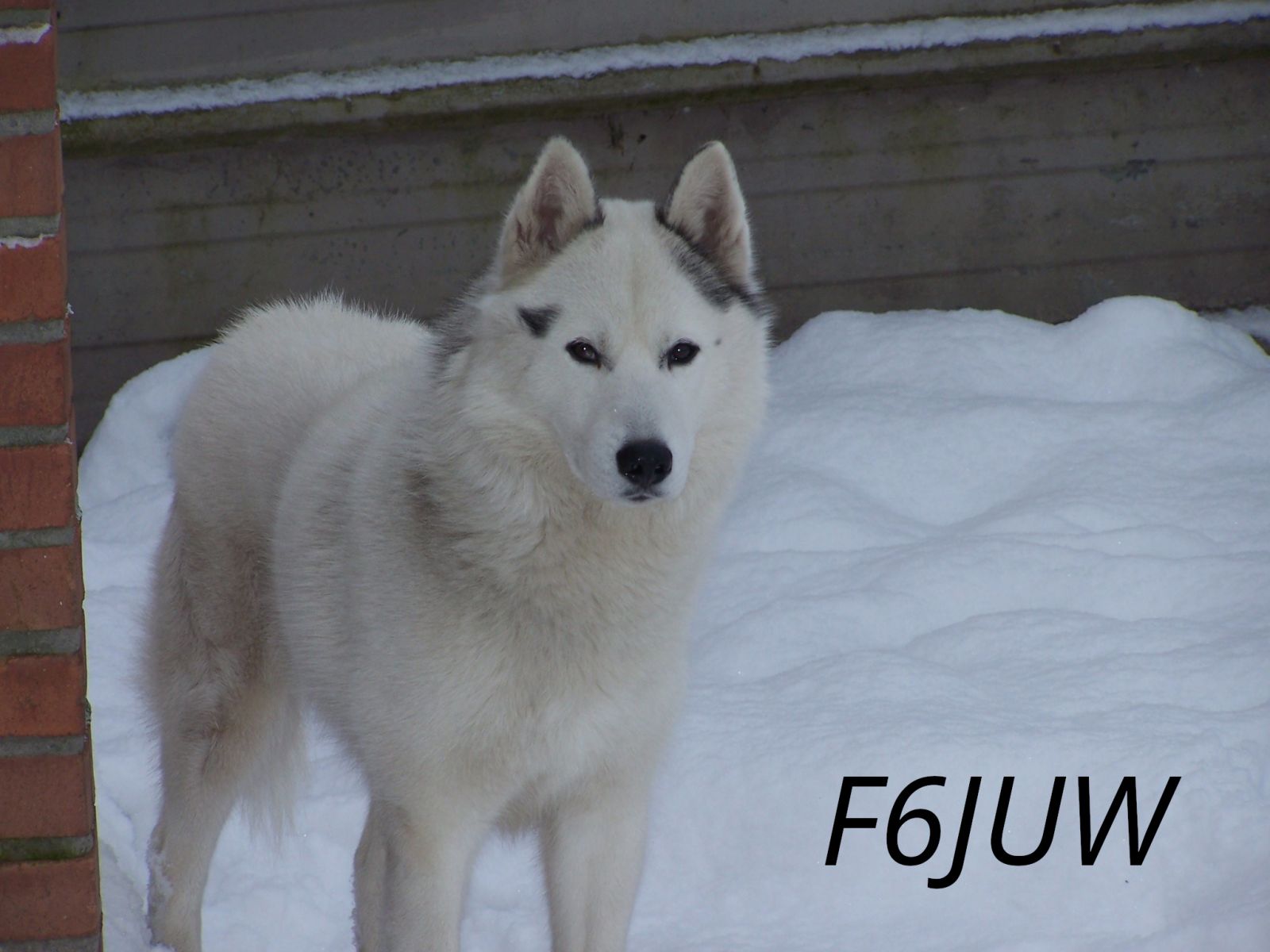 Primary Image for F6JUW