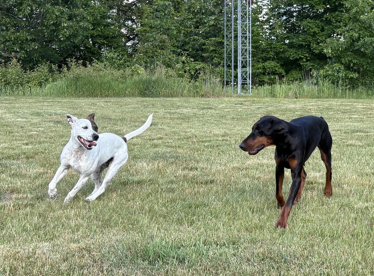 Primary Image for W8LLW