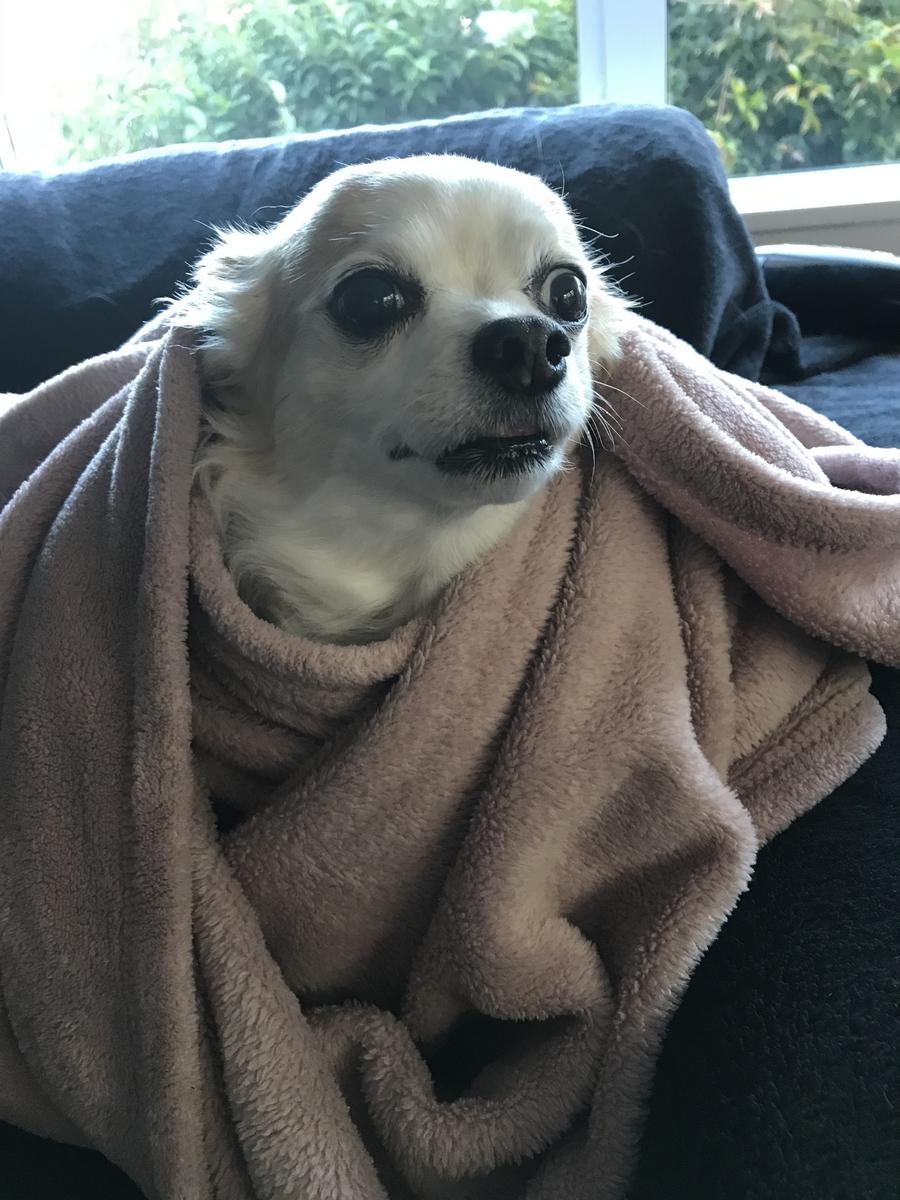 Primary Image for ZL1LAW