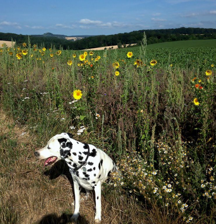 Primary Image for DC7DX