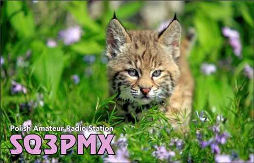 Primary Image for SQ3PMX