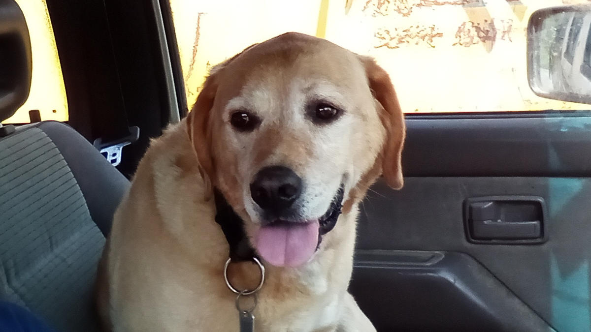 Primary Image for ZL3TUX