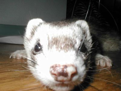 Primary Image for JO1GUZ