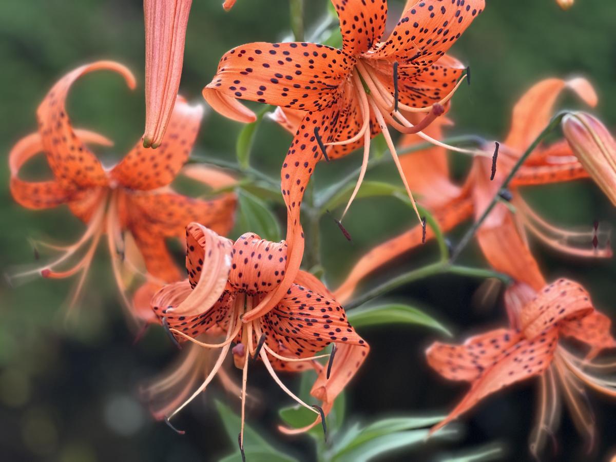 Primary Image for VE2KEZ